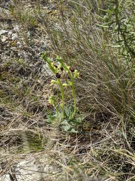 Image of Ophrys sphegodes subsp. massiliensis (Viglione & Véla) Kreutz