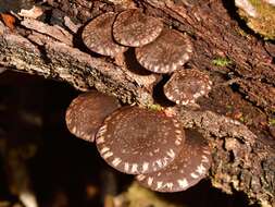 Image of Hypholoma brunneum (Massee) D. A. Reid 1956