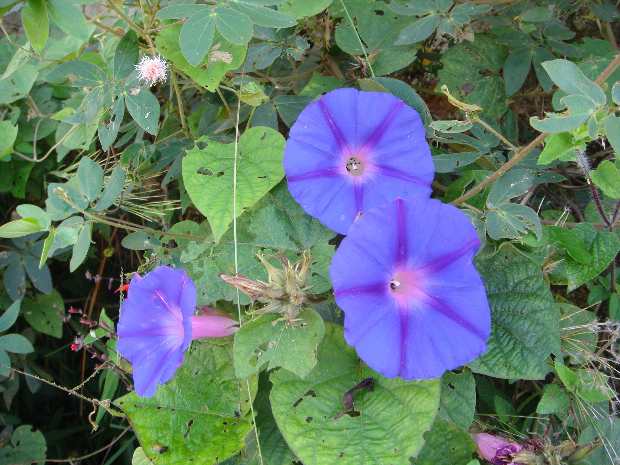 Imagem de Ipomoea indica (J. Burman) Merr.