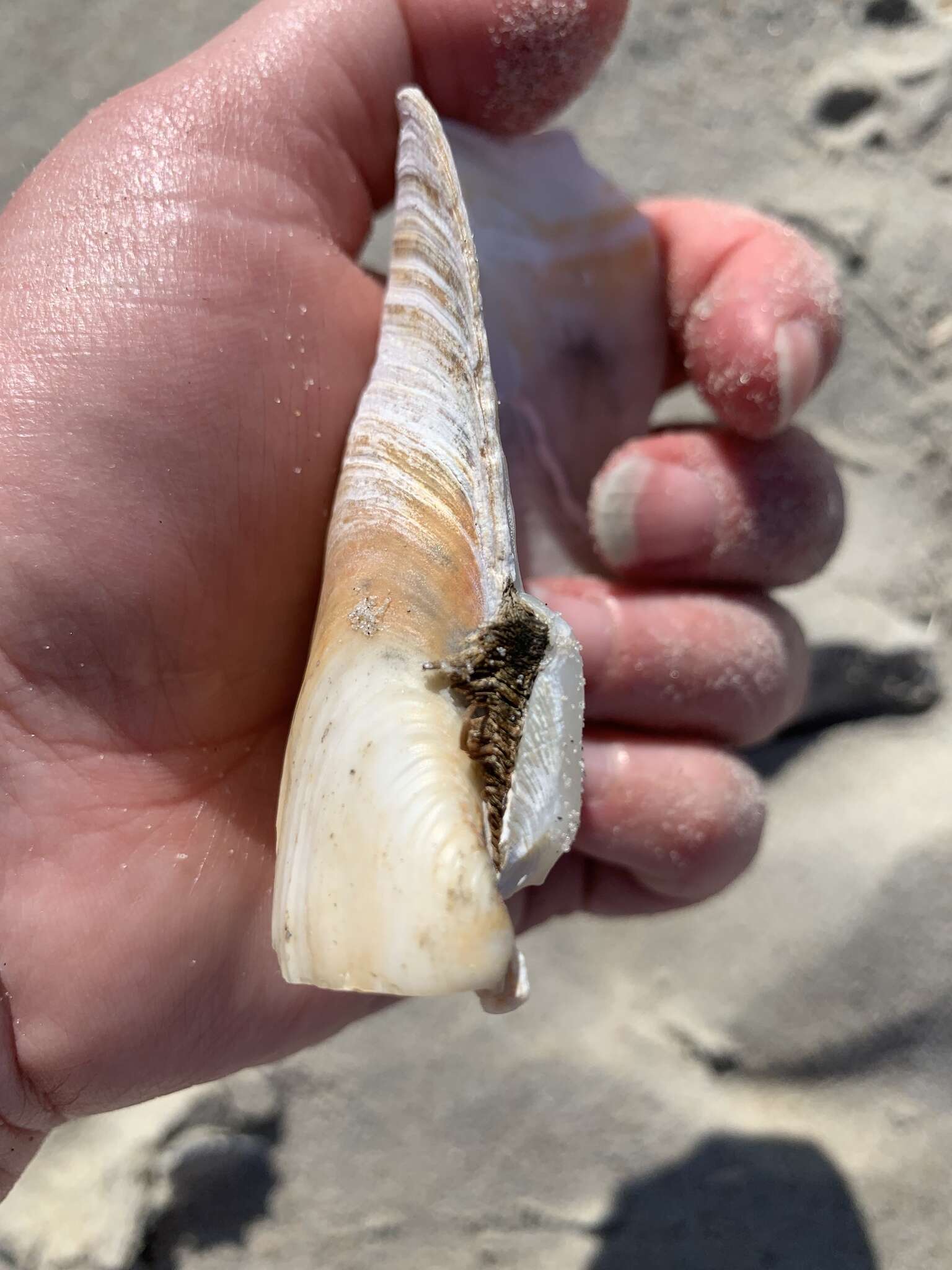 Image of Atlantic geoduck