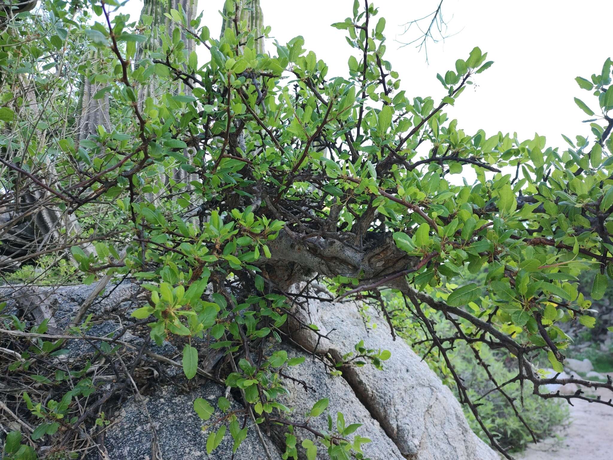 Image of Bursera rupicola León de la Luz