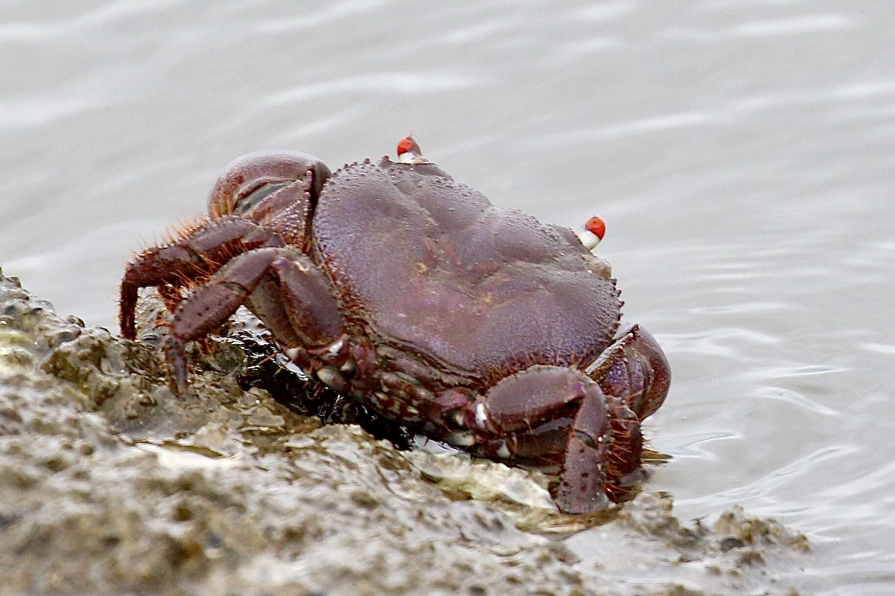 Image of smooth redeye crab