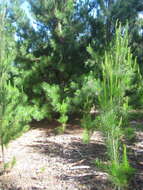 Plancia ëd Pinus radiata D. Don