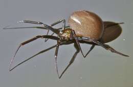 Image of False black widow