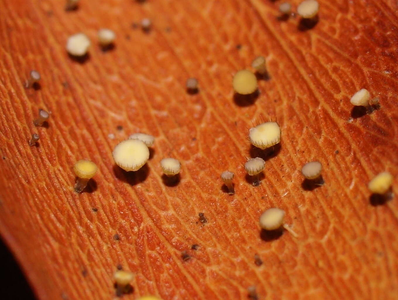 Imagem de Hymenotorrendiella eucalypti (Berk.) P. R. Johnst., Baral & R. Galán 2014
