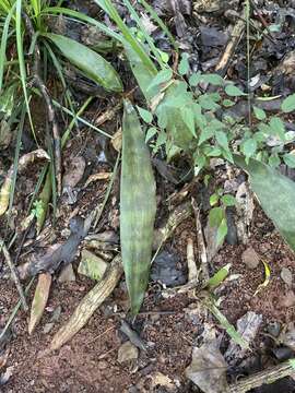 Image of Sansevieria concinna N. E. Br.