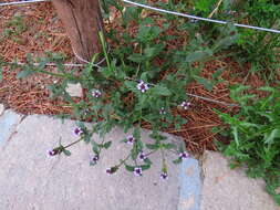 Image of Verbena hispida Ruiz & Pav.