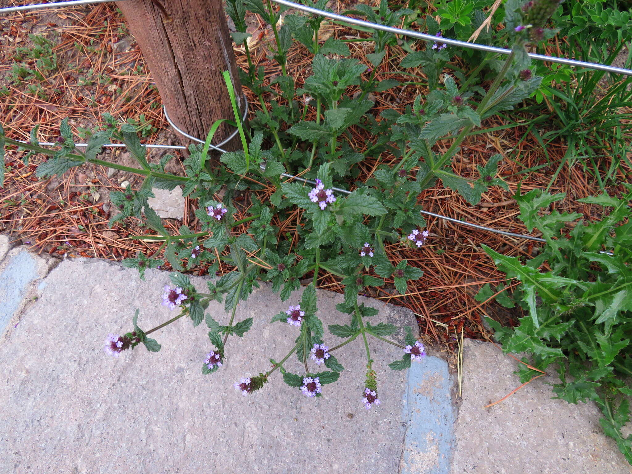 Image of Verbena hispida Ruiz & Pav.