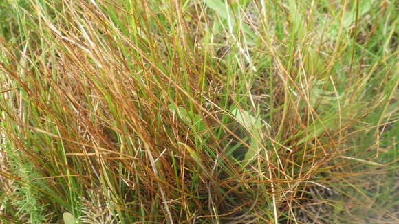 Image of Pacific Bog Sedge