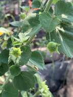 Image of Hibiscus coddii subsp. coddii