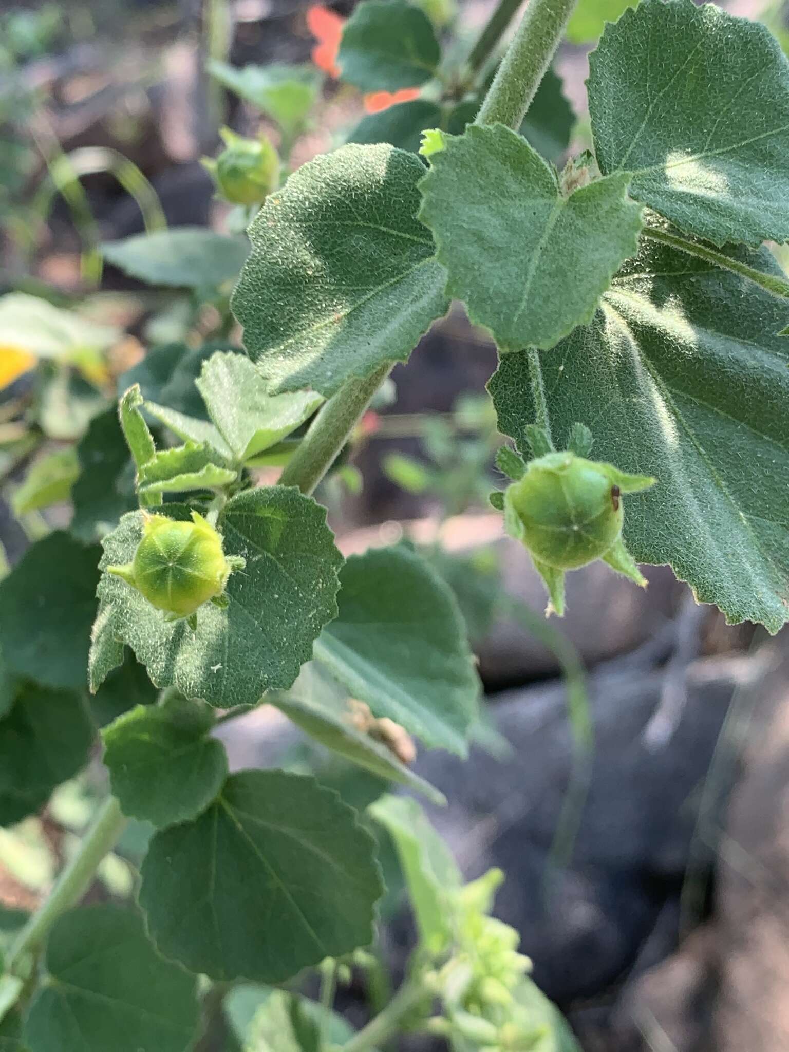 Image of Hibiscus coddii subsp. coddii