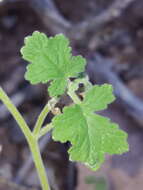 Image of rock phacelia