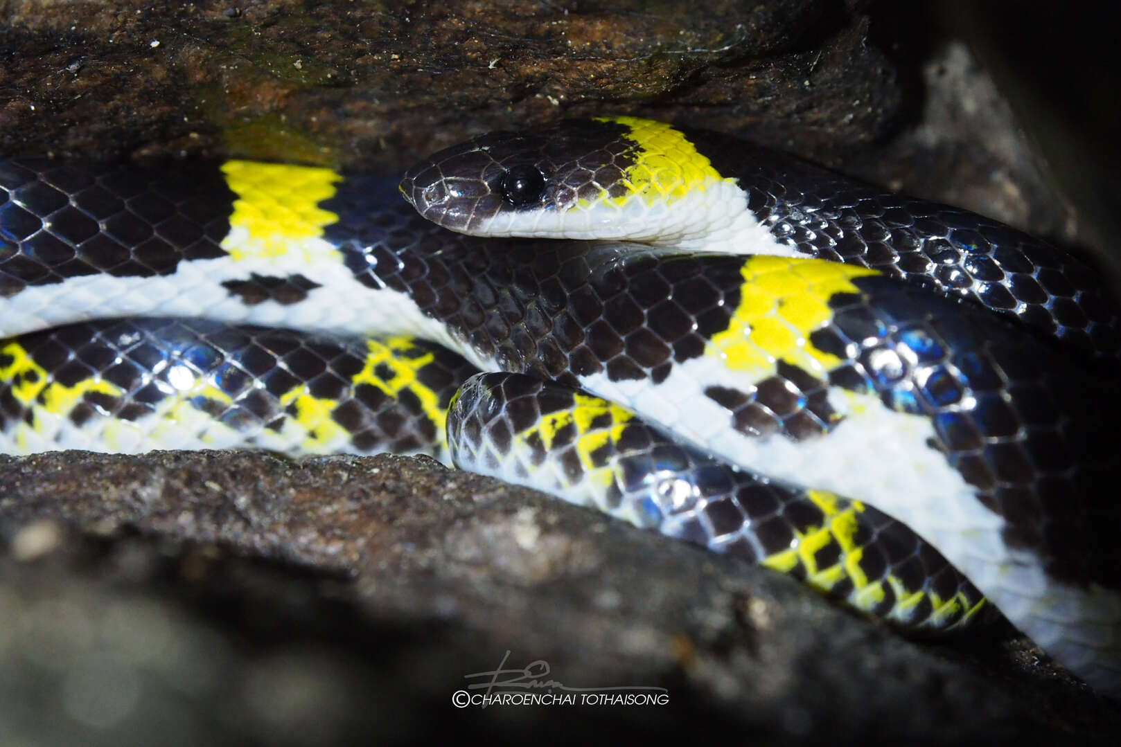 Image of Laos Wolf Snake