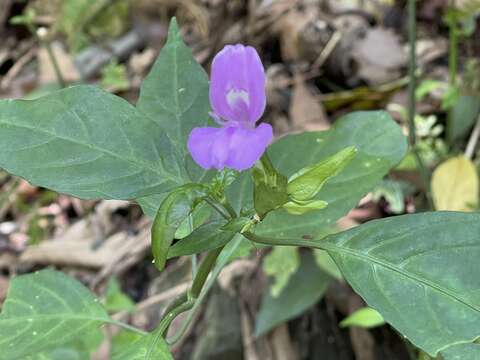 Image of Dicliptera tinctoria