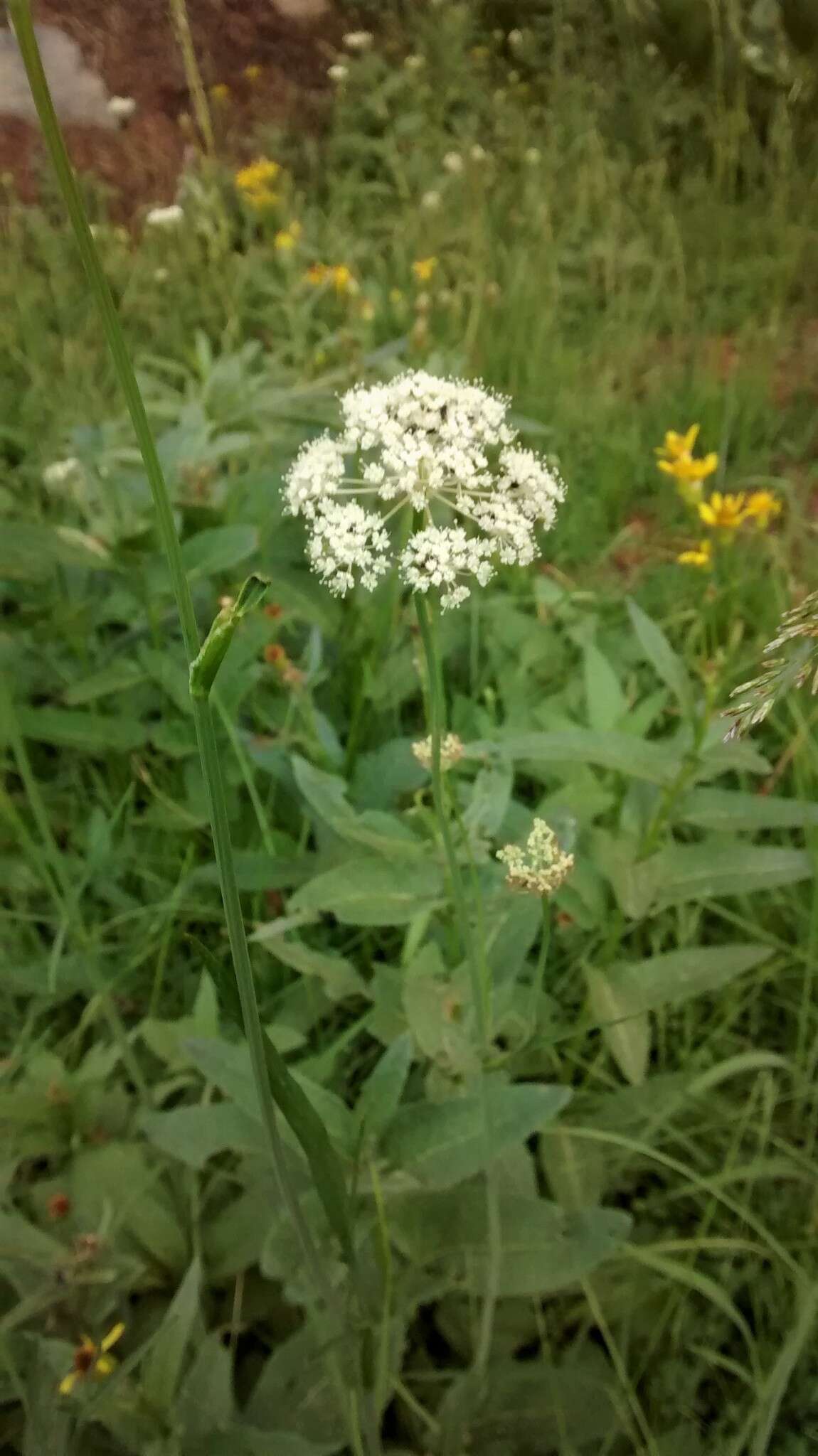 Image of Gray's licorice-root