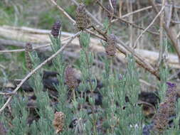 Imagem de Lavandula stoechas subsp. stoechas