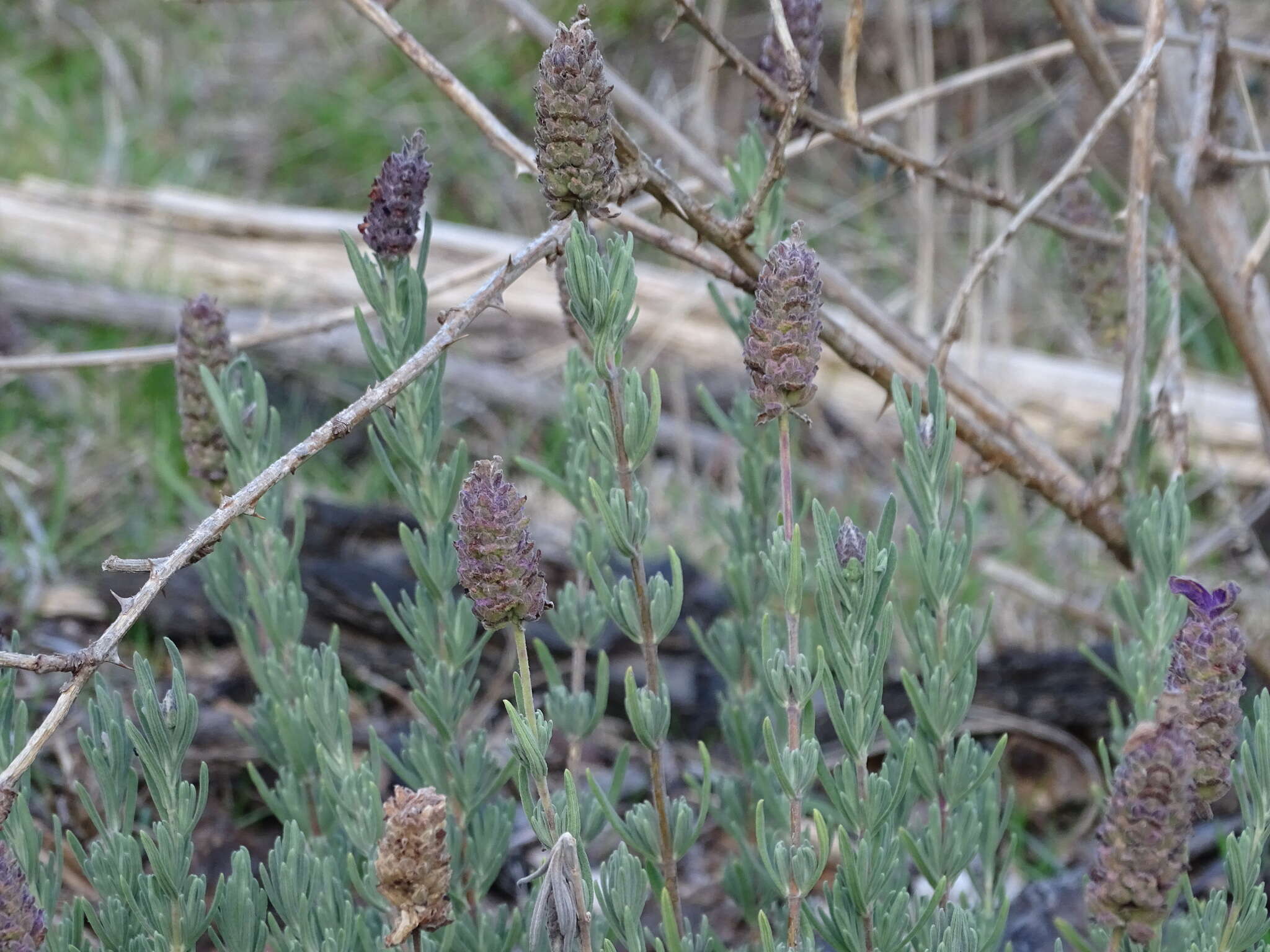 Imagem de Lavandula stoechas subsp. stoechas