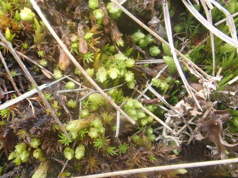 Image of turgid aulacomnium moss