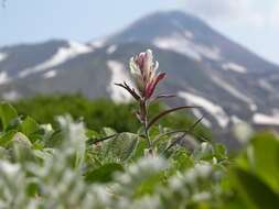 Image of Castilleja pallida subsp. pavlovii (Rebr.) A. & D. Löve