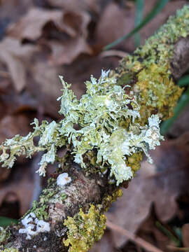 Image of cartilage lichen