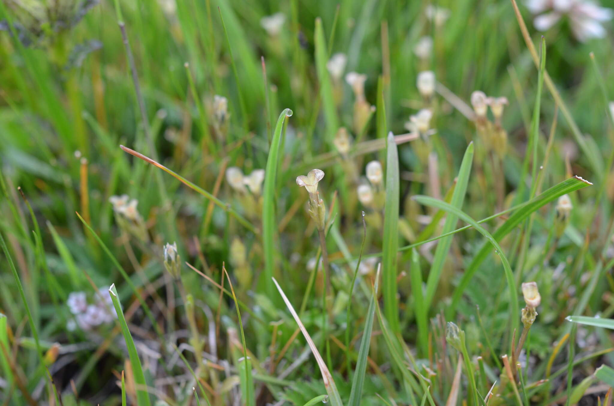 صورة Gentiana leucomelaena Maxim.