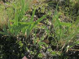 Image of Iris glaucescens Bunge