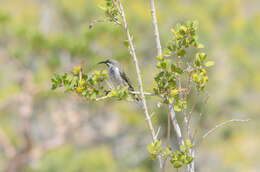 Image of Socotra Sunbird