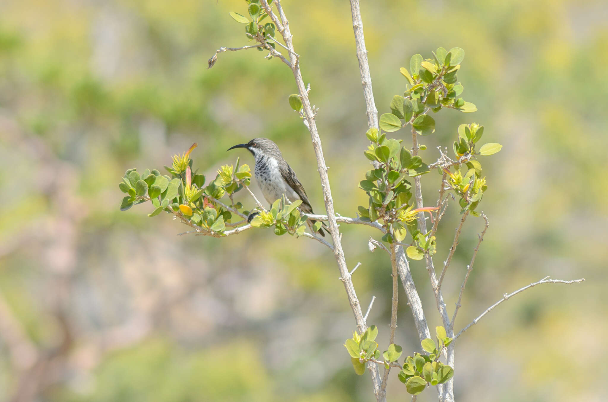 Image of Socotra Sunbird