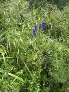 Aconitum volubile var. pubescens Regel的圖片