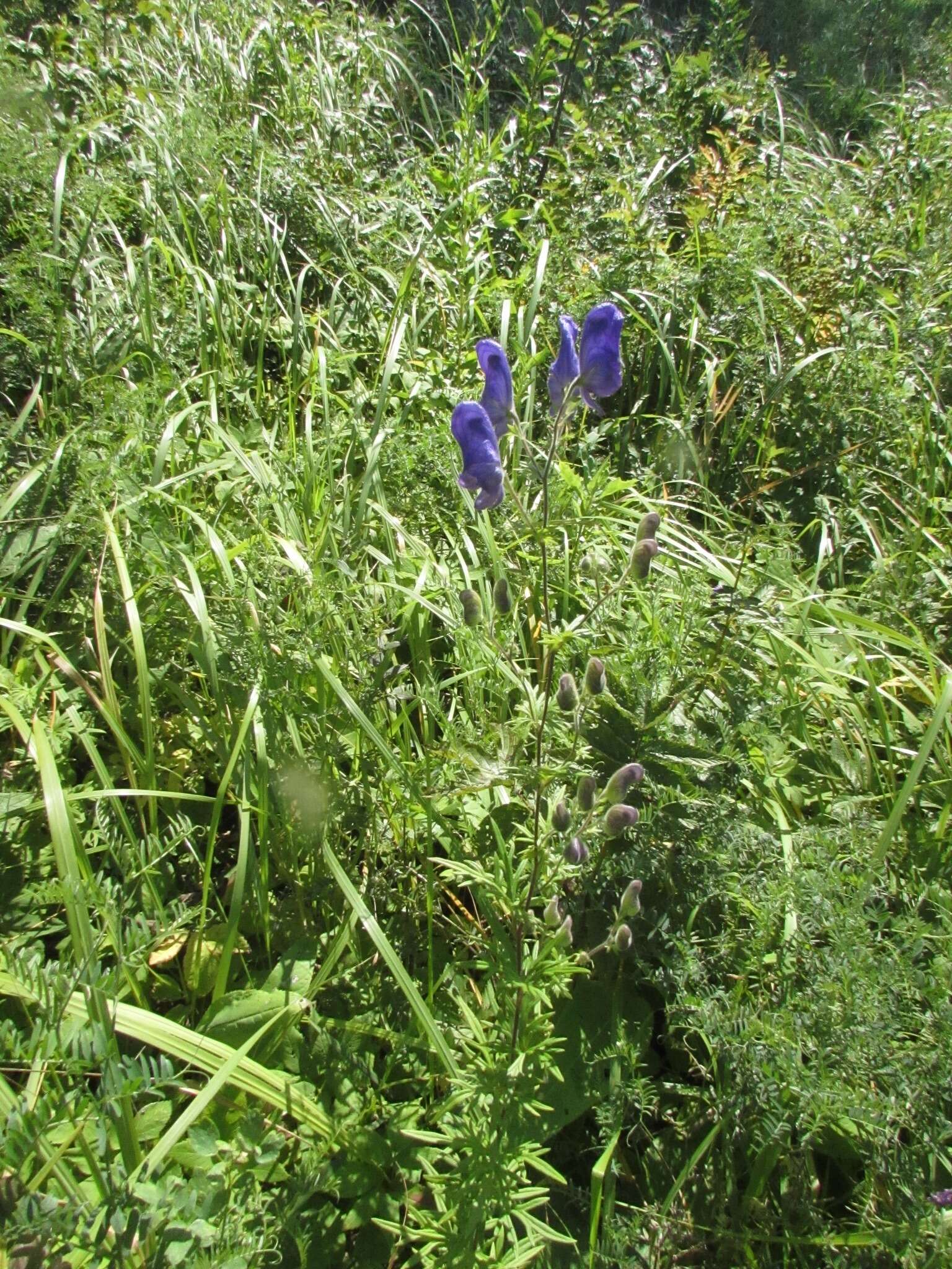 Aconitum volubile var. pubescens Regel的圖片