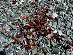 Imagem de Epilobium tasmanicum Hausskn.