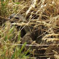 Image of Northern Pacific Rattlesnake