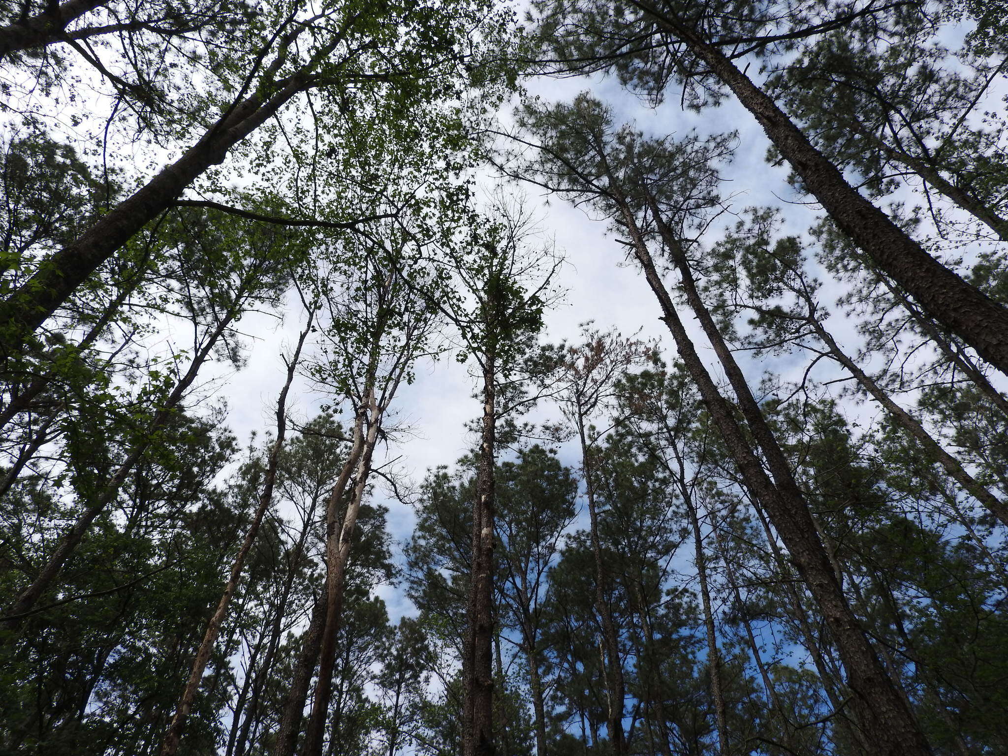 Image of Southern Pine Beetle