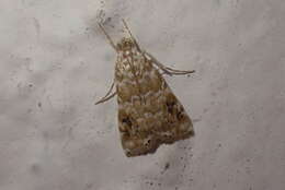 Image of Moth