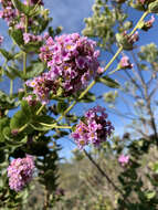 Image of Lippia rotundifolia Cham.