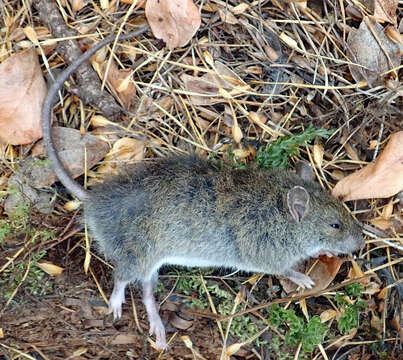 Image of Pacific Rat