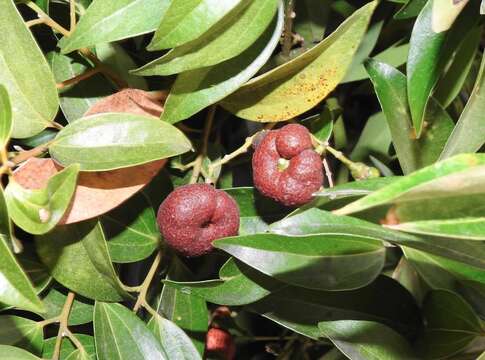 Imagem de Cinnamomum burmannii (Nees & T. Nees) Bl.