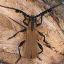 Image of Pteroplatus quadriscopulatus Bates 1880