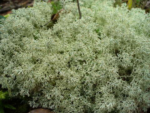 Image de Cladonia arbuscula (Wallr.) Flot.