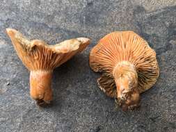 Image of Lactarius salmoneus Peck 1898