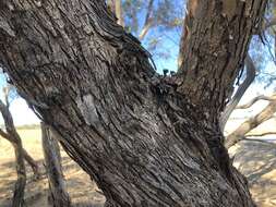 Image of Eucalyptus odorata Behr