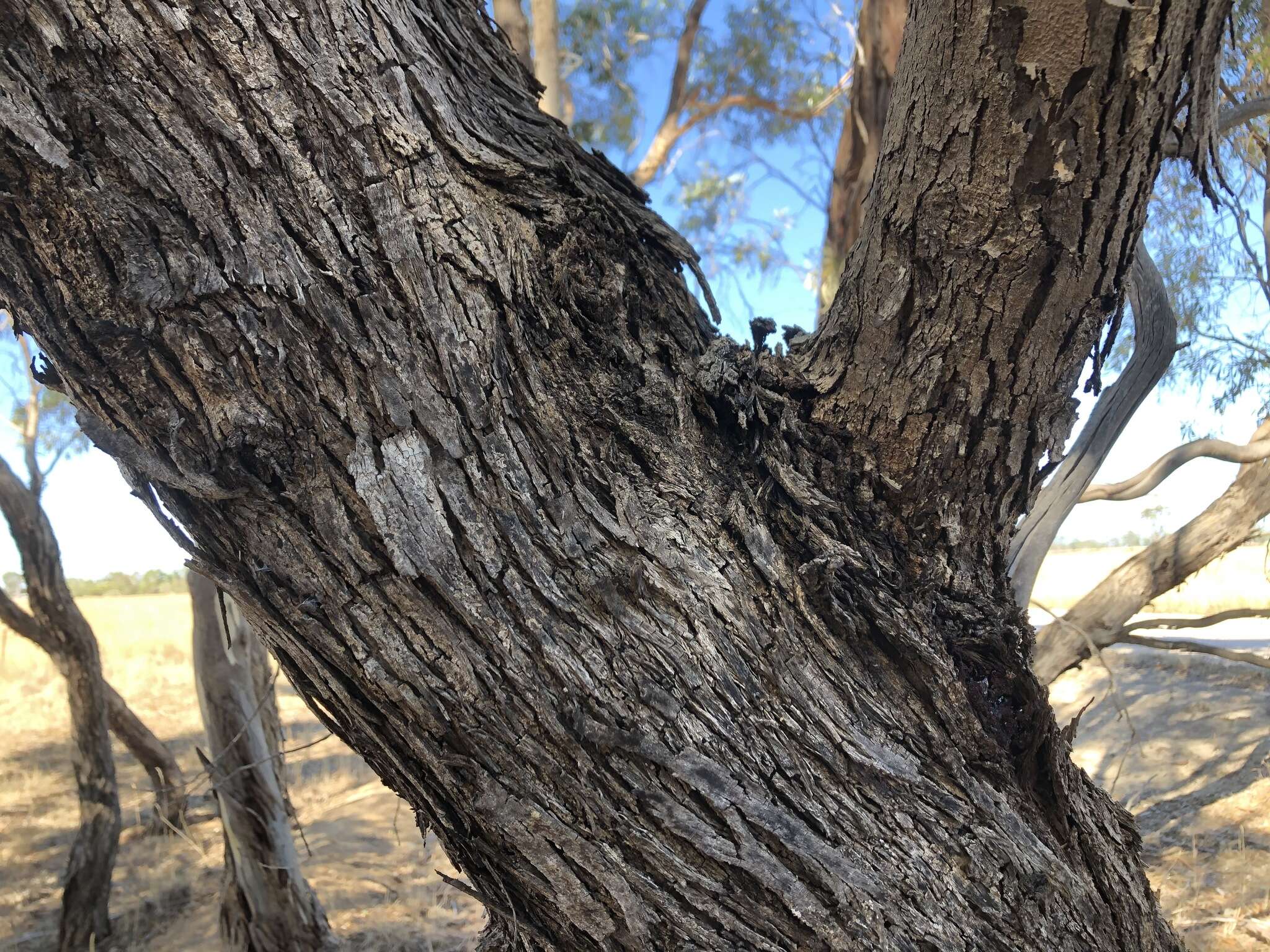 Image of Eucalyptus odorata Behr