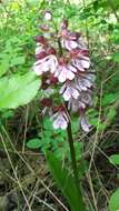 Image of Lady Orchid