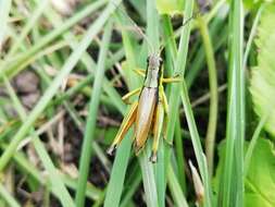 Podismopsis poppiusi (Miram 1907)的圖片