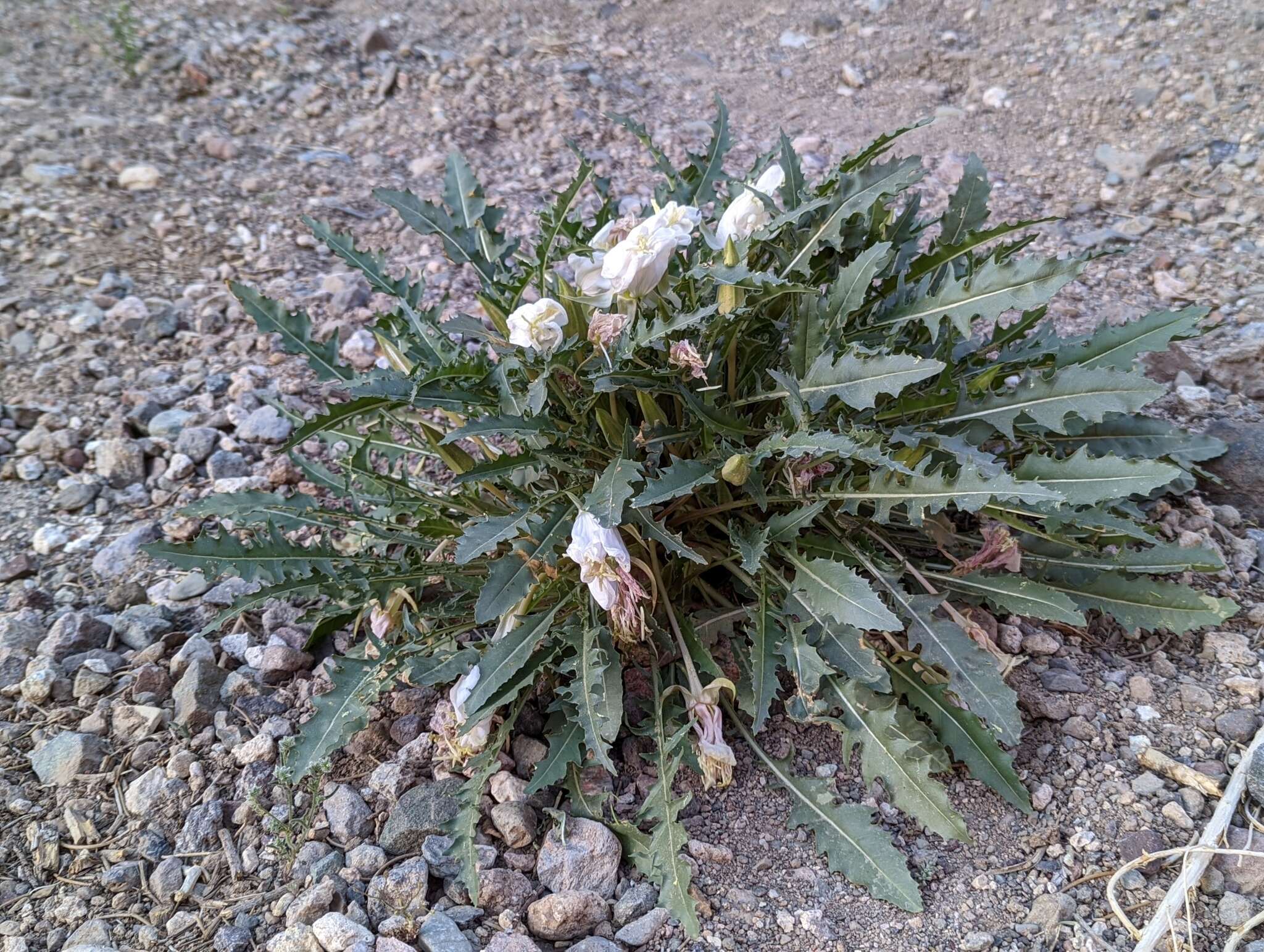 Image de Oenothera cespitosa subsp. marginata (Nutt. ex Hook. & Arn.) Munz