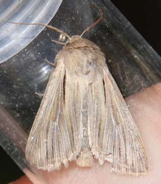 Image of shoulder-striped wainscot