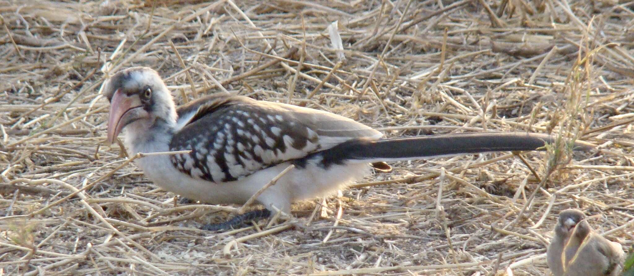 Image of Tanzanian Red-billed Hornbill