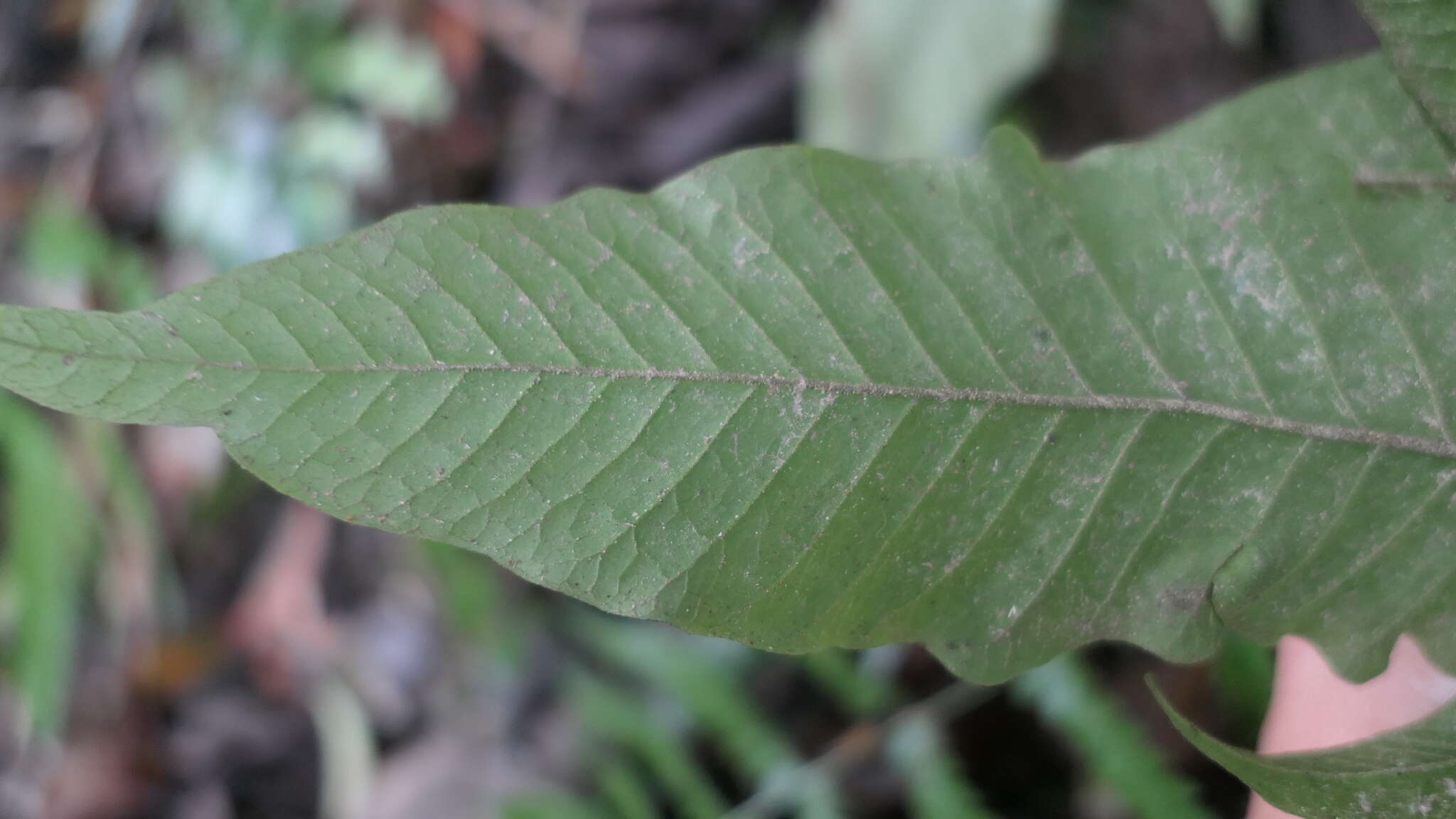 Image de Tectaria simonsii (Bak.) Ching