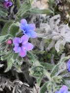 Image of strigose alkanet
