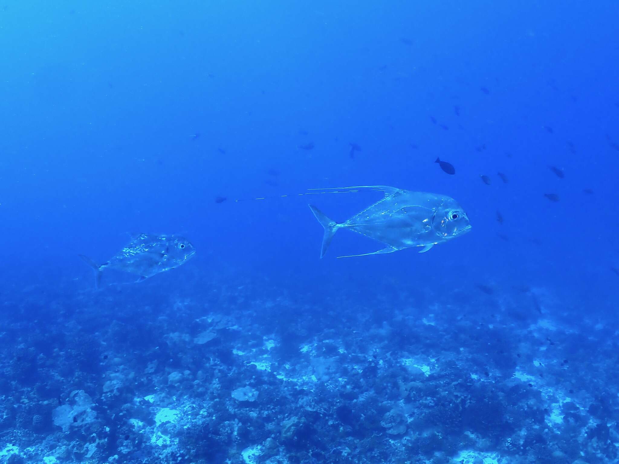 Image of African Pompano